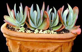 Kalanchoe thrysiflora